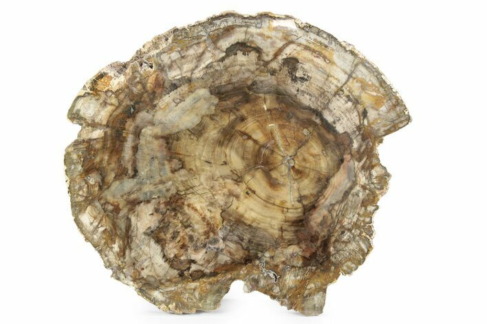 Colorful, Petrified Wood (Araucaria) Round - Madagascar #244620